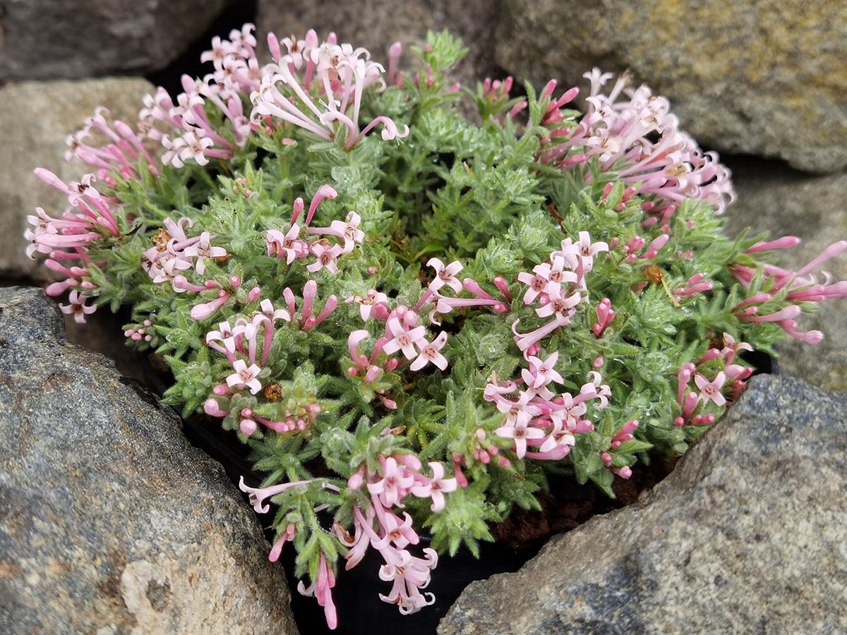 Asperula arcadiensis 4